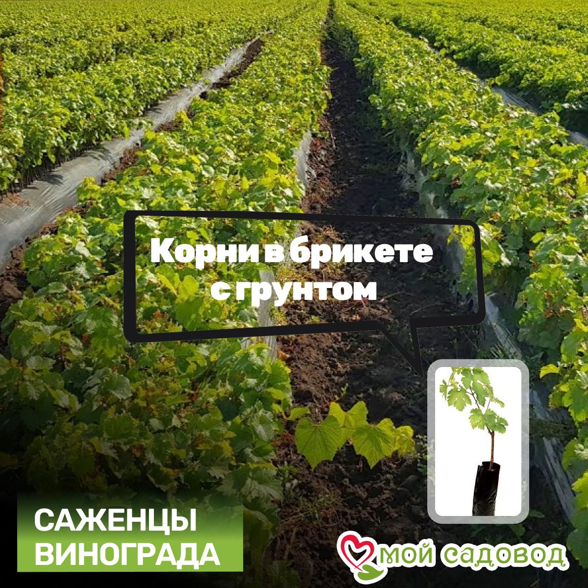 Виноград Руби сидлис