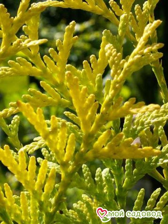 Туя западная Малониана Ауреа