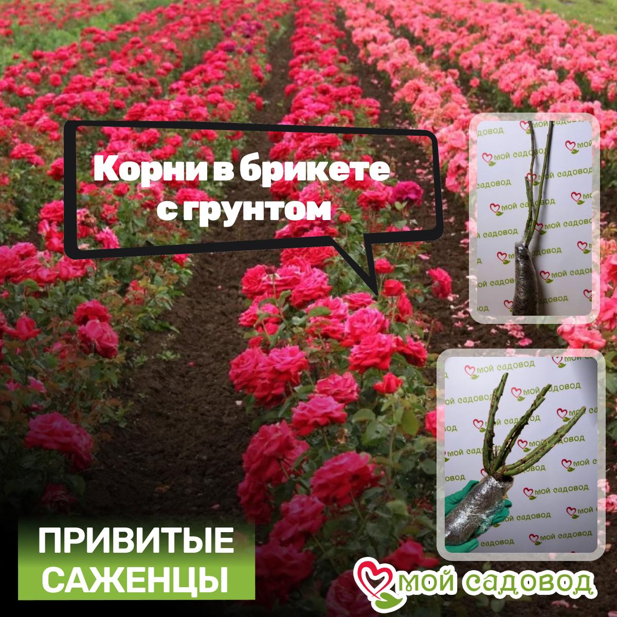 Роза Восходящее Солнце