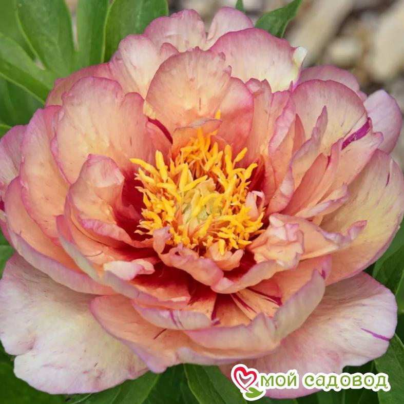 Пион Коллис Мемори