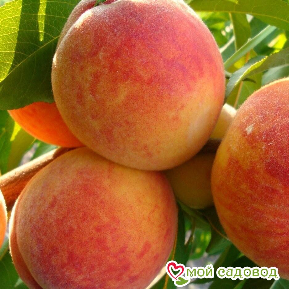 Персик Даймонд Принцесс