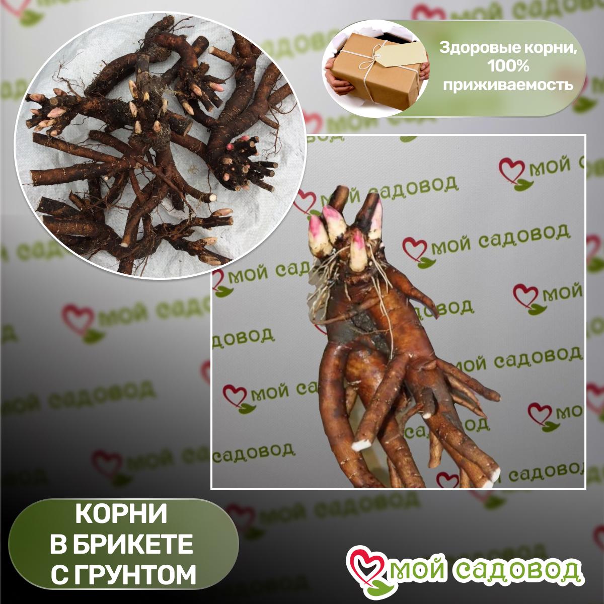 Пион Эрли Глоу