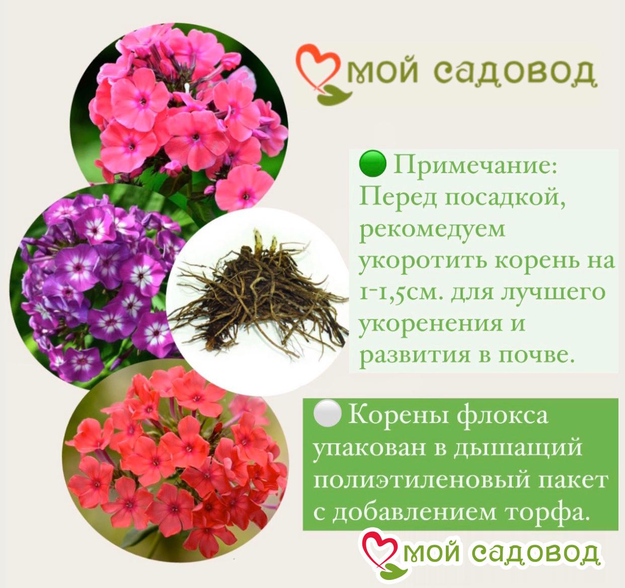 Флокс Филингс